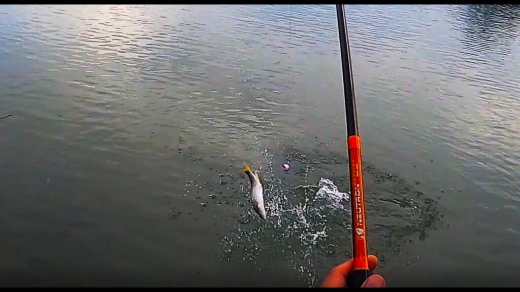 Fish On - Shore Fishing For Whitefish on the Fraser River - 菲沙河钓小白鱼